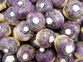 2000 American Purple Top Rutabaga Brassica Napus Non Gmo Fresh Garden - £8.62 GBP