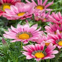 Pink Treasure Flower Gazania Rigens Ground Cover Plant Seeds 50 Seeds USA Fast S - $19.99