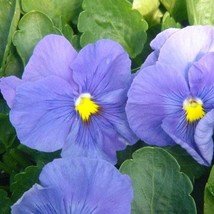 USA Seller Pansy Seeds 500 Pansy Delta True Blue - £54.11 GBP