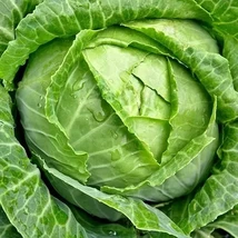 500 Copenhagen Market Early Cabbage Seeds – High Yield - $2.48