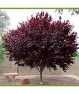 2 Big 2-3 Ft Purple Leaf Plum Tree Beautiful Garden - $60.23