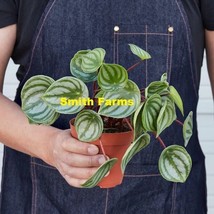 AD 25 Seeds Peperomia Watermelon Flower Home Garden - $252.42 MXN