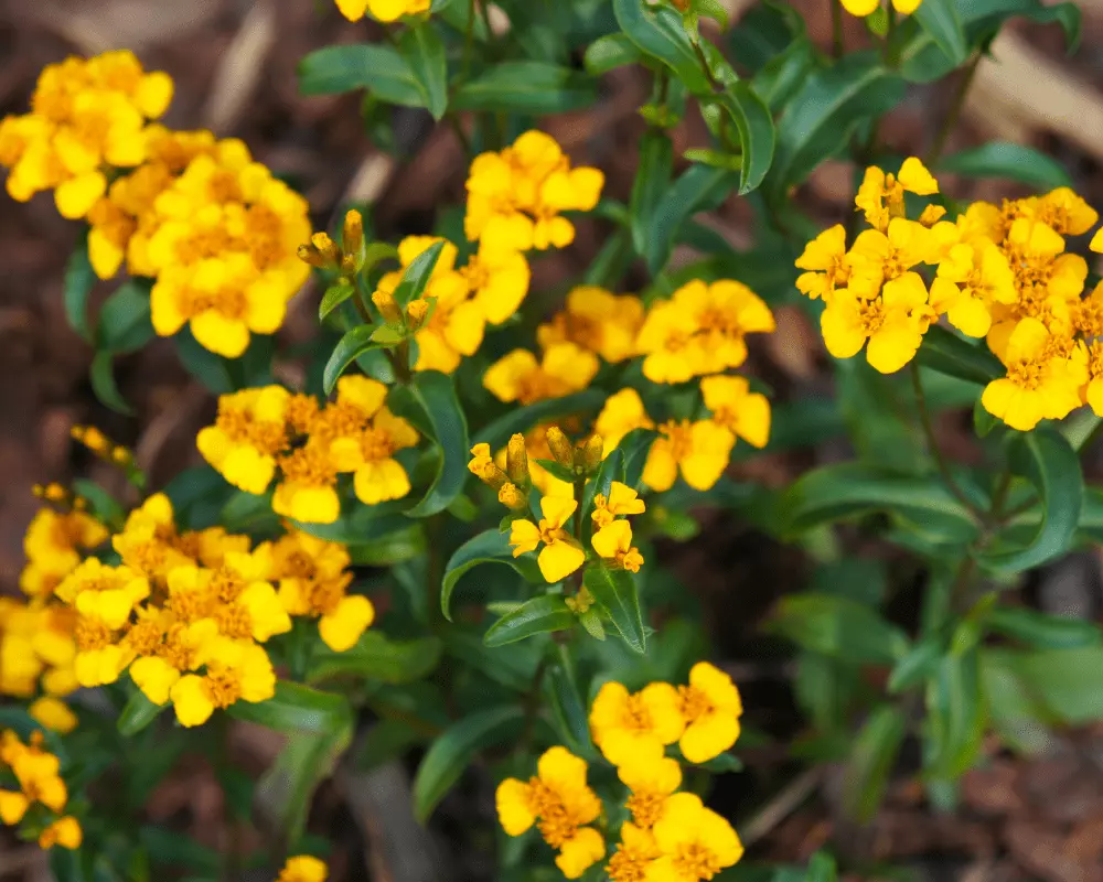 SR 10 Mexican Tarragon Seeds Texas Tarragon Mexican Mint Marigold Planting Seeds - $8.56