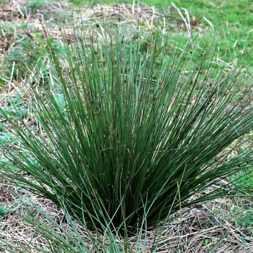 Juncus Effusus Soft &amp; Common &amp; Lamp &amp; Pacific Rush 100 Seeds Fresh Seeds - £20.70 GBP