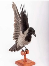 Stuffed raven, crow (raven) taxidermy crow (raven)! Taxidermy gray crow ... - £232.37 GBP