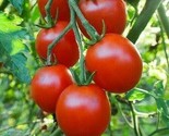 Sweetie Cherry Tomato Seeds 100 Garden Vegetables Sauce Salad Fast Shipping - $8.99