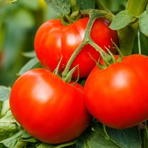 Fast Ship USA Seller 25 Tomato Seeds Tomato Bush Best Boy Slicing Tomato - $18.84