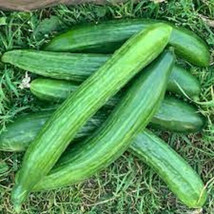 25 Seeds Telegraph Cucumbers Planting Edible Food Canning Picklinggardening Beau - $8.82