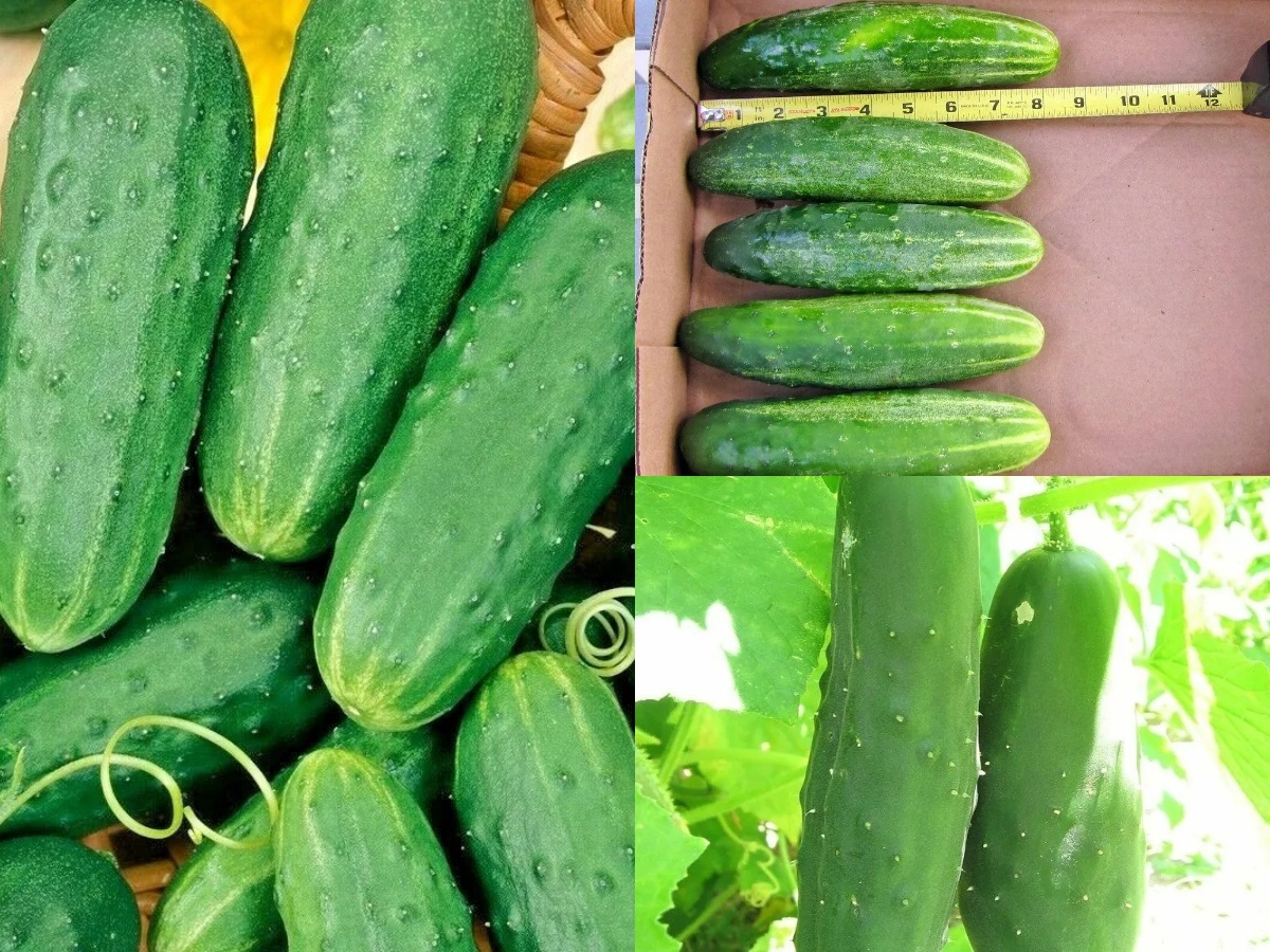 51+Straight 8" Pickles CUCUMBER Vegetable Seeds Garden Patio Container - $13.00