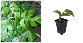 Mini Monstera Rare Ginny Philodendron 2.5&quot; Pot Rhaphidophora Tetrasperma - C2  - £44.23 GBP