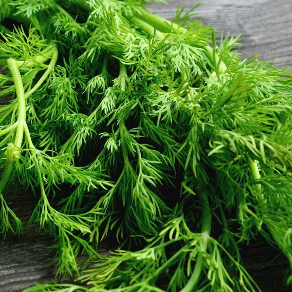 Mammoth Long Island Dill Seeds Fresh Garden Seeds Fresh Seeds - $3.00