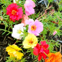 50 Seeds Double Mix Moss Rose Portulaca Ground Cover Annual Flower - $16.65