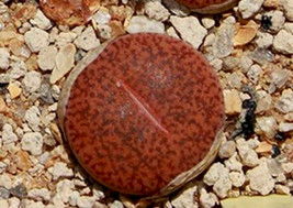 Lithops Mariae C141, rare plant exotic living stones ice succulent seed 50 SEEDS - £7.85 GBP