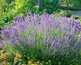 800+ Seeds Lavender Vera Perennial Spring - £10.16 GBP