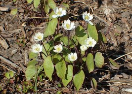 12 twin leaf rhizoms, Jeffersonia diphylla - £5.99 GBP