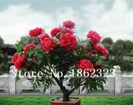 10 pcs Chinese Rose Tree Bonsai Seeds - Dark Red Doubel Flowers FRESH SEEDS - £5.98 GBP