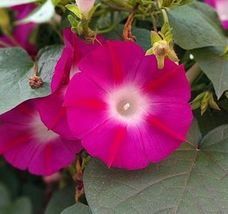 25 Pink &amp; Ruby Red Morning Glory Seeds Flowers Garden Planting - £10.97 GBP