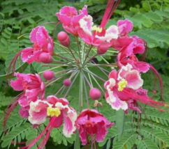 5 Pc Seeds Caesalpinia pulcherrima Pink Plant, Caesalpinia Seeds for Pla... - £20.11 GBP