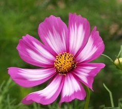 1000 Cosmos Flower Seeds Candy Stripe Wildflowers Seed - £13.08 GBP