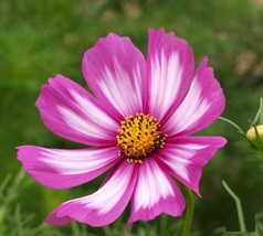 1000 Cosmos Flower Seeds Candy Stripe Wildflowers Seed - $14.56