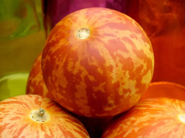 15 Tigger Tiger Melon Edible Muskmelon Ornamental Vine Cucumis Melo Fresh Seeds - £13.28 GBP