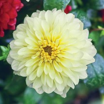 25 Serenade Dahlia Perennial Flowers Seeds Flowering Blooming seeds Fres... - $8.98