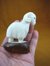 TNE-RAM-647A) little white long horn Ram sheep tagua nut carving Vegetab... - £21.74 GBP