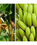 Basjoo Banana Tree Cold Hardy Musa Live Banana Tree Small Rooted Starter Plant F - $47.17