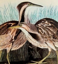 American Bittern Bird 1946 Color Art Print John James Audubon Nature DWV2J - $29.99