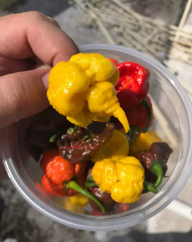 10 Seeds Yellow Carolina Reaper Pepper World&#39;s Hottest Capsicum Chinense Chili - £10.56 GBP