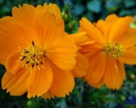 FA Store Cosmos Tall Orange 30 Fresh Flower Seeds - £6.05 GBP