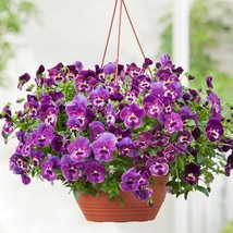 15 Pansy Seeds Cool Wave Raspberry Trailing Pansy (Hanging Pansy) Garden... - $14.75