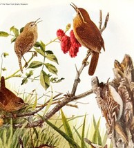 Wrens And Creeper 1936 Bird Lithograph Color Plate Print DWU12C - £19.31 GBP