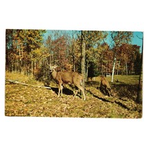 Vintage 1953 Postcard Deer Scene Woods Wildlife L L Cook Kodachrome Wisconsin - £7.19 GBP