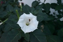 50 Moonflower Moon Plant Angel&#39;S Trumpet Seeds (Datura Inoxia) - £2.98 GBP