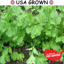 2 Grams Of Cilantro Herb Seeds, Leisure Coriander, Free Shipping, Non Gmo Seeds - £7.98 GBP