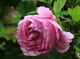 20 Seeds Rare Heirloom Pink Peony Tree &#39;Feng Xia&#39; Flower Seeds - $30.00