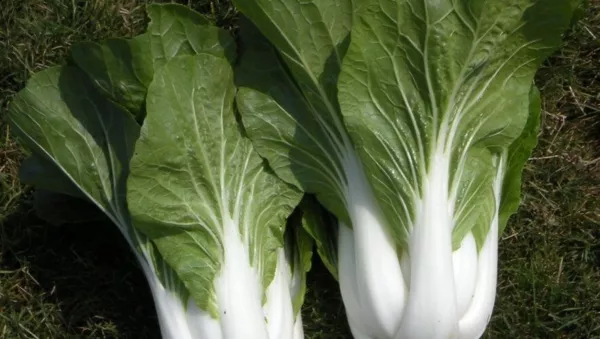 New Fresh 100 Cabbage Seeds Pak Choi White Stem Chinese - £7.35 GBP