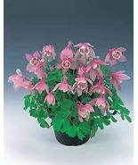 Fragrant Aquilegia Cameo Pink &amp; White 1,000 seeds - $4,048.76 MXN