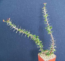 Euphorbia guillemetii Hybrid rare succulent plant 2&quot;pot - £10.30 GBP