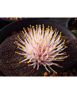 Massonia pustulata Seeds Purple Succulent 100% Right Variety Blistered M... - $8.98