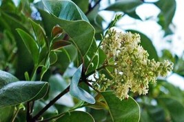 Ligustrum Lucidum Glossy Privet  100 Seeds 2024    From US - $14.99