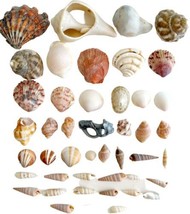 Shells And Pcs Mixed Lot Of 45 Mini-Medium Maine Coast Nautical SeaBx1 - £15.73 GBP