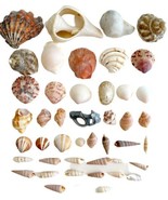 Shells And Pcs Mixed Lot Of 45 Mini-Medium Maine Coast Nautical SeaBx1 - £15.79 GBP