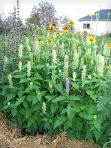 500 Giant Yellow Hyssop Agastache Nepetoides Herb Flower Seeds Fresh Garden - $11.00