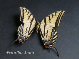 Rare Two-Tailed Papilio Multicaudata Grandiosus XL Butterfly Framed Shadowbox - $112.99