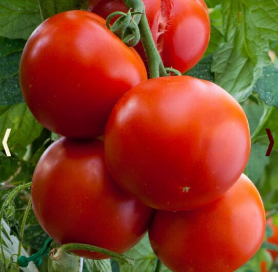 Tomato Floridade Determinate Heirloom Slicing Hot Climates Usa Non-Gmo 1... - $7.96