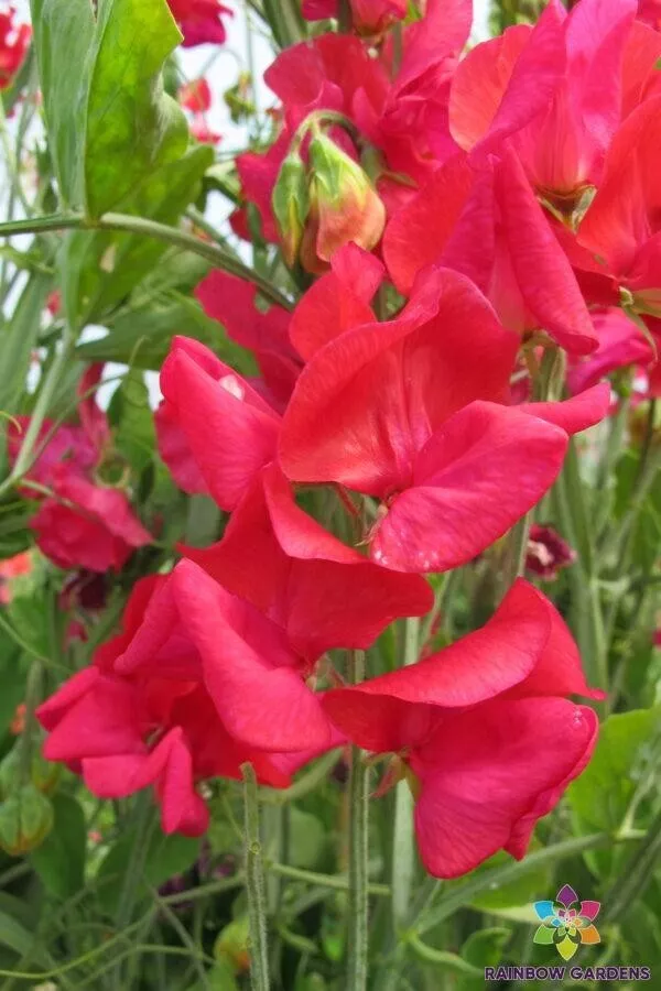 KS Genoa Sweet Pea Non Gmo Vegetable Garden Suppliers Planting 50 Seeds  - $11.50