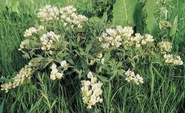 GIB Baptisia bracteata var. leucophaea | Cream Wild Indigo | 5 Seeds - £14.07 GBP