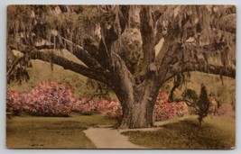 Middleton Place Gardens Great Oak 1929 Charleston SC Hand Colored Postca... - $8.95